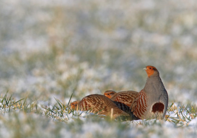 fnc_gest_galliformes099