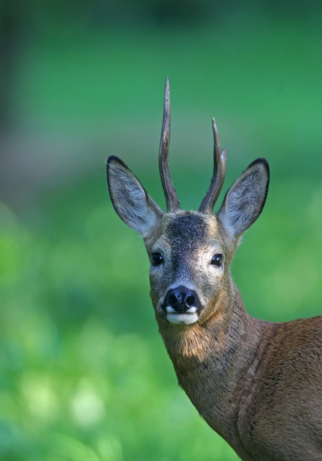 chevreuil_fnc_dgestim (92)