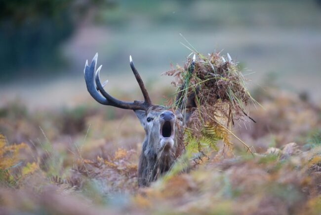 dgestim_cerf_fnc2014 (33) (1)