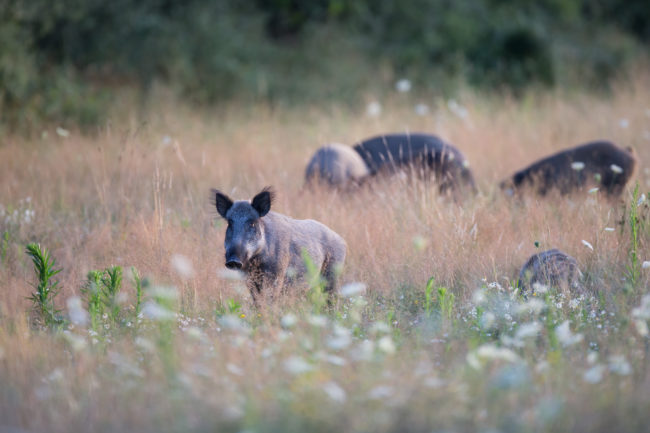 sanglier_fnc_dgestim2016 (27)