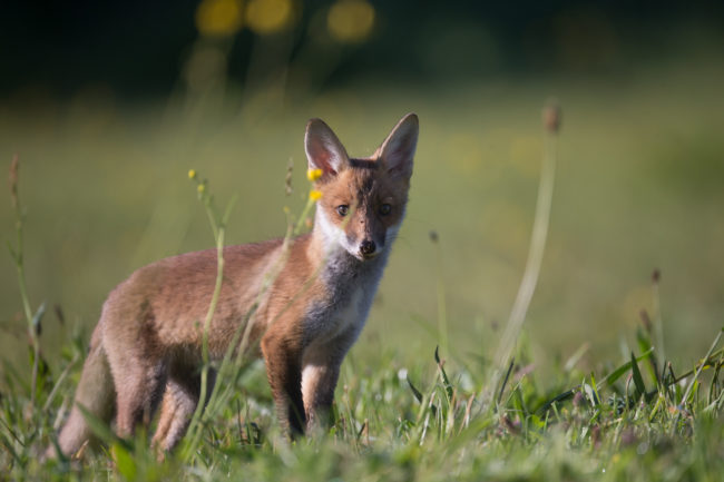 autresmammifères_fnc_dgestim201720