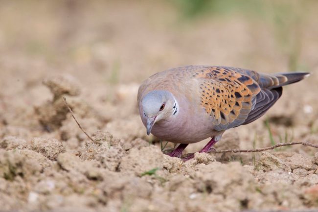Tourterelles des bois