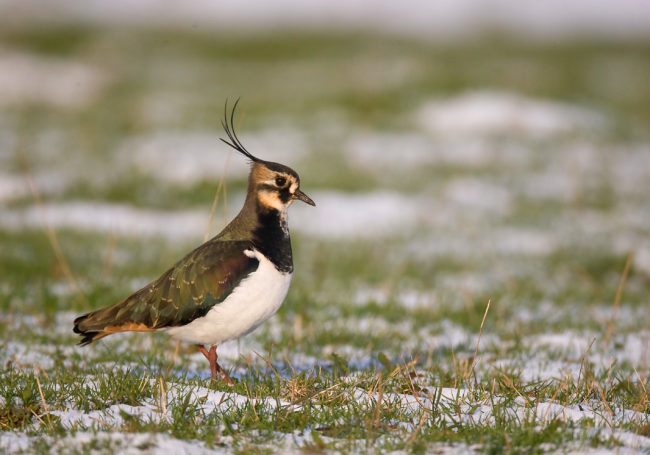 dgestim_oiseaux_limicoles_fnc2013 (19)