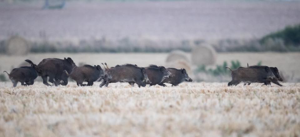 86978259_2861526870605908_4769440777094823936_n