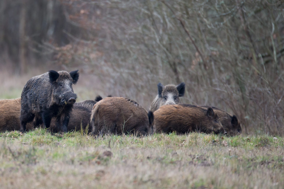 sanglier_fnc_dgestim2016 (20)