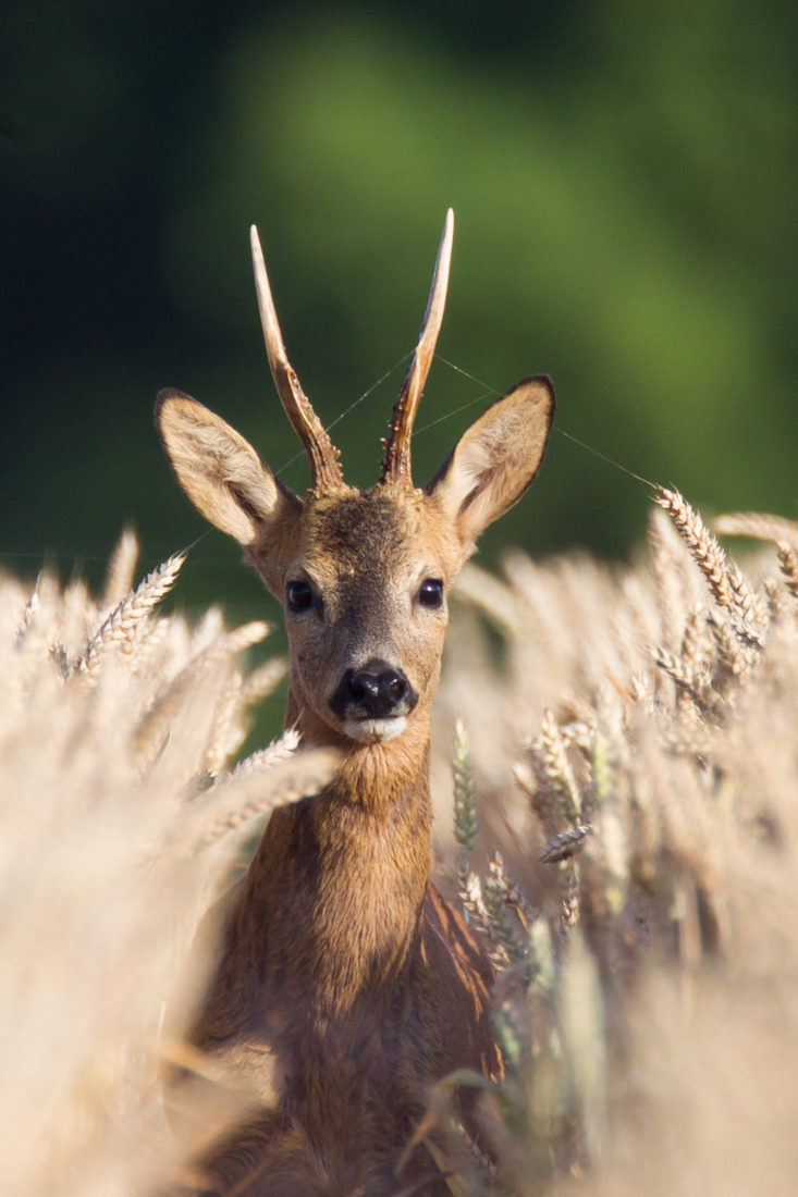 chevreuil_dgest_fnc_201900038