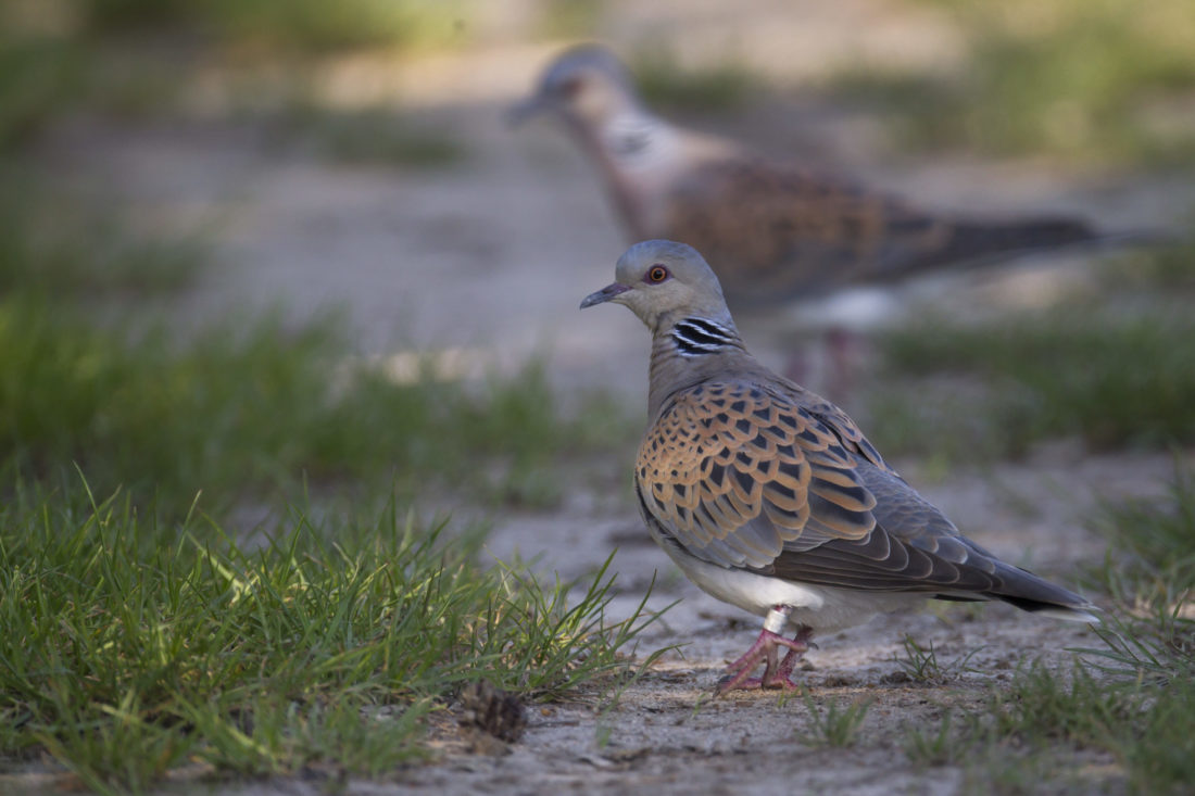 dgestim_oiseaux_colombides_fnc2013 (2)