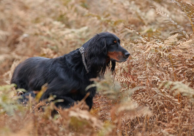 FNC_dgestim_chien036