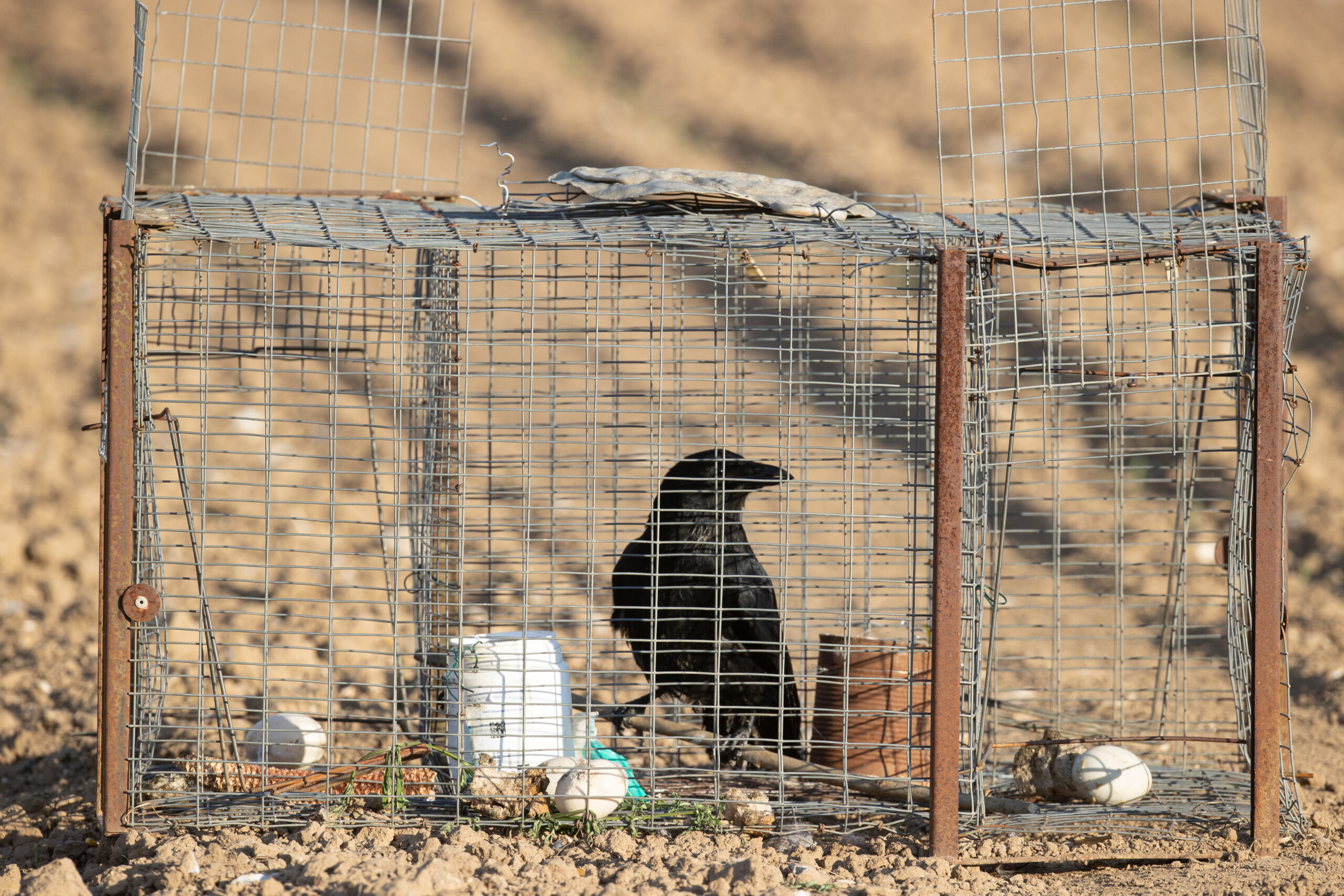 piegeage_dgest_fnc202000001