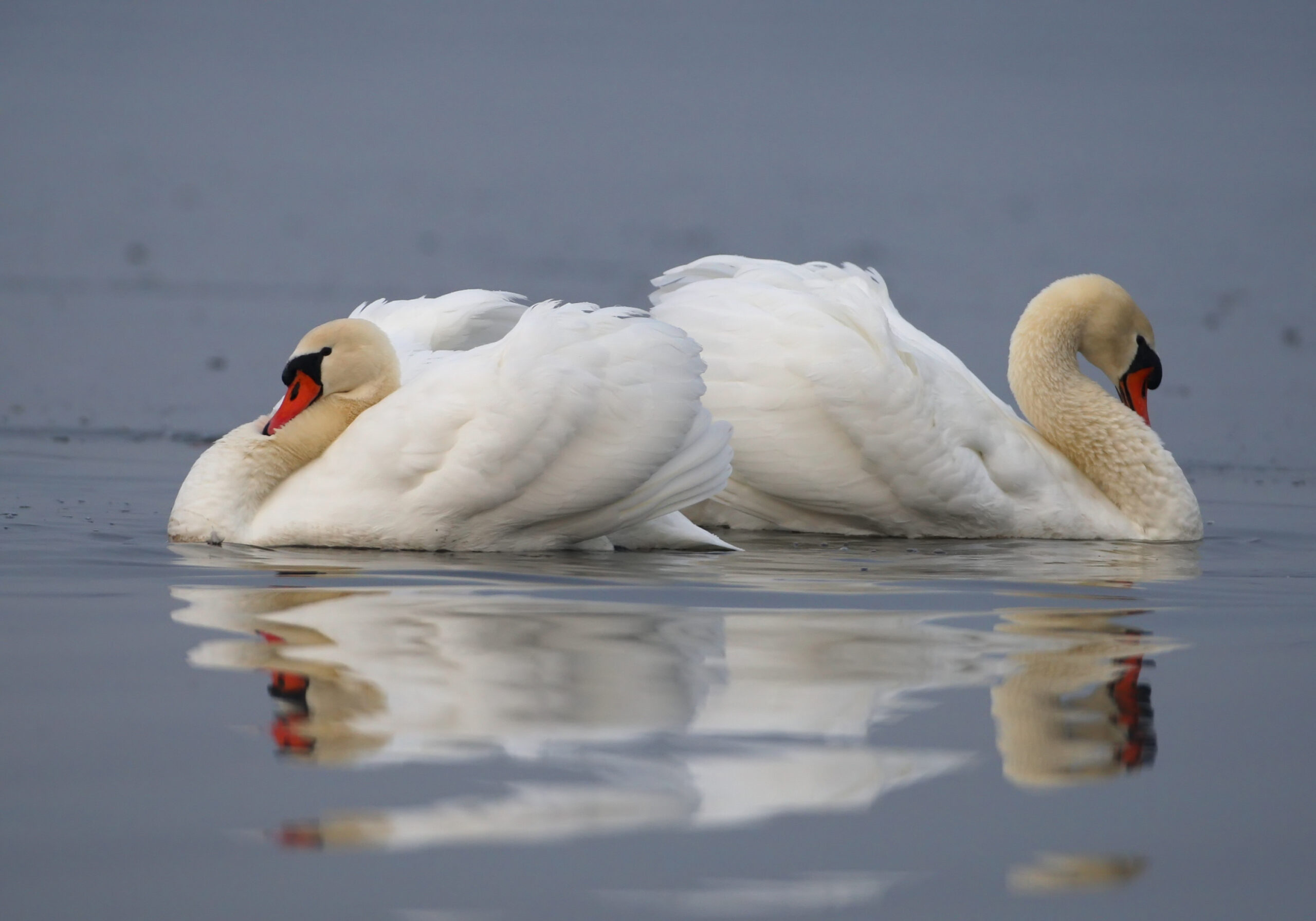 fnc_dgestim_anserides00010