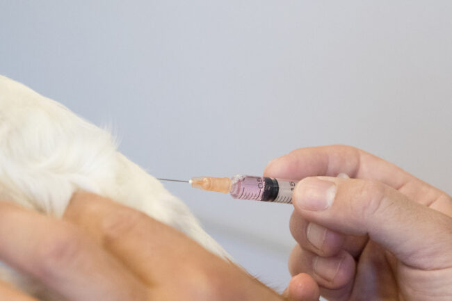 chien_dgest_fnc_201900009