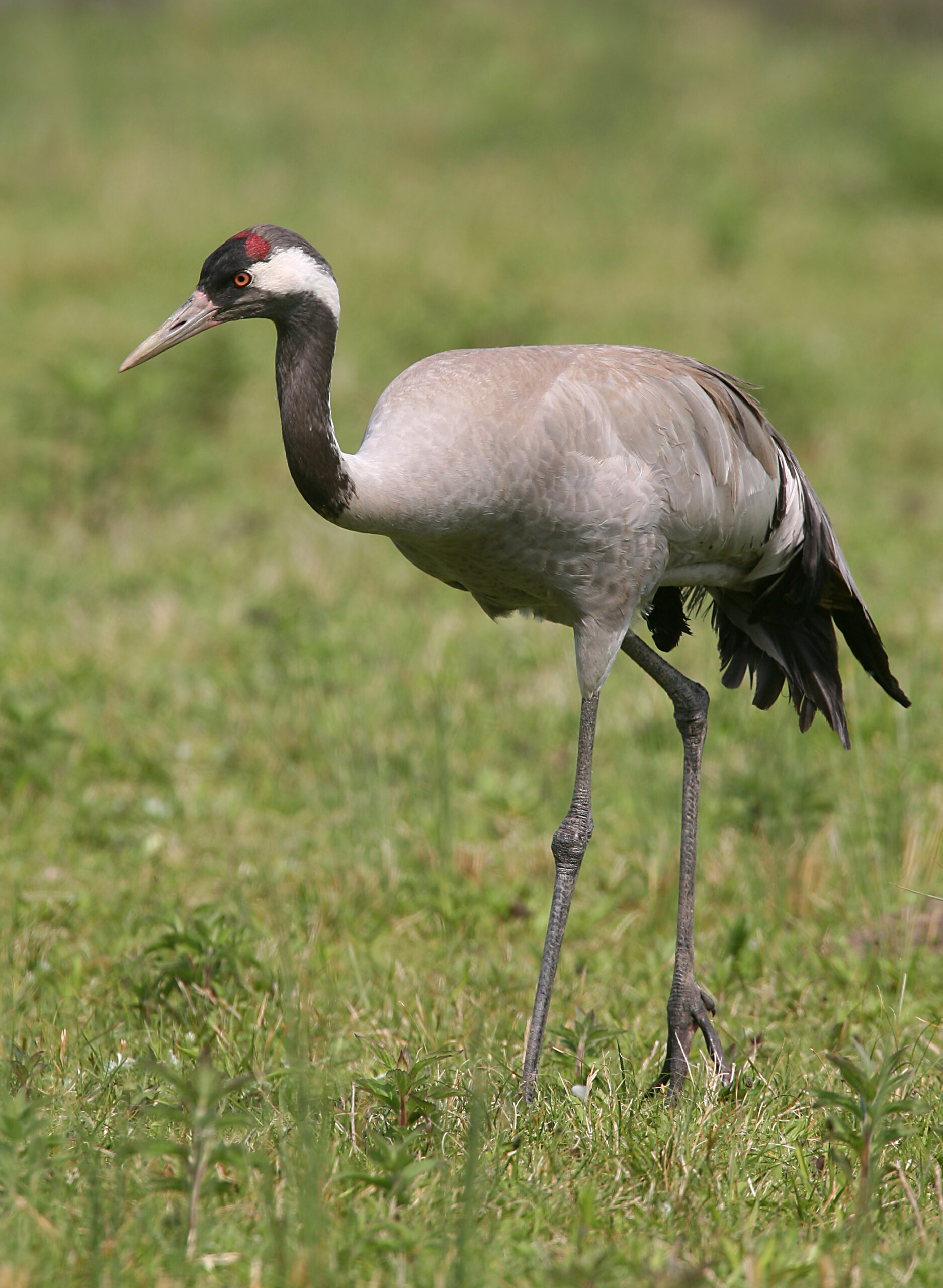 autresoiseaux_DGest_fnc20230014